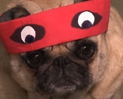 (VIDEO) This Pug Version of ‘Teenage Mutant Ninja Turtles’ Will Bring Out the Rafael in You