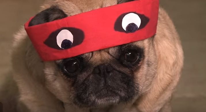 Teenage Mutant Ninja Turtles Pug with mask