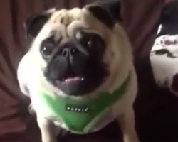 (VIDEO) Grimley the Pug is Caught on the Bed. How This Naughty Pug Responds? This is SO Hilarious!