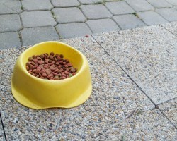 How Do you Store Your Dog’s Dry Food? Here Are The Best Ways to Keep Your Doggy’s Food Fresh