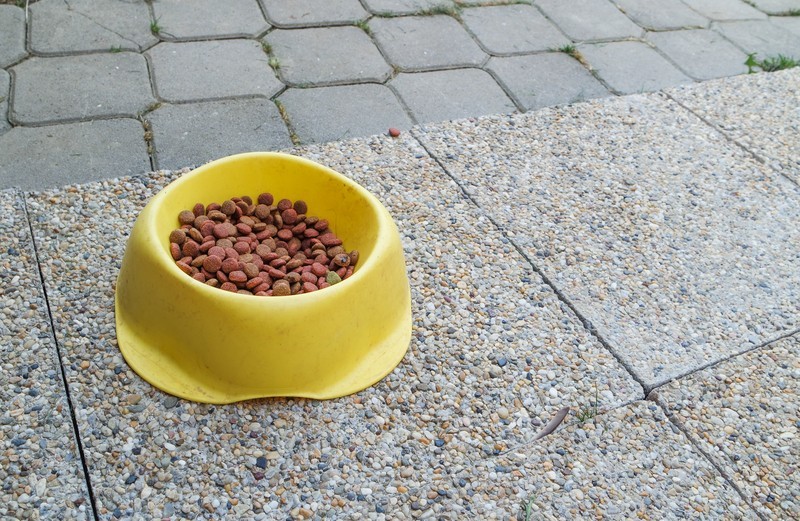 Dog Food