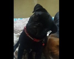 (VIDEO) Pug Puppy is Confused by Owner’s Funny Noises. How She Responds? Too Cute!