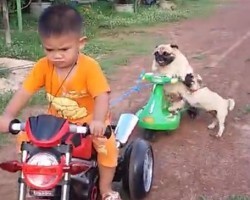 (VIDEO) A Little Boy Takes Two Pugs on a Motorcycle Ride. Then One Falls Off. You’ll Never Guess What Happens Next!