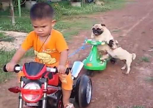 Pugs on a motorcycle