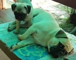 (VIDEO) A Family of Pugs are Relaxing After a Trying Day of Fun. When the Camera Pans Over to One of the Pugs? I’m Crying This is SO Funny!