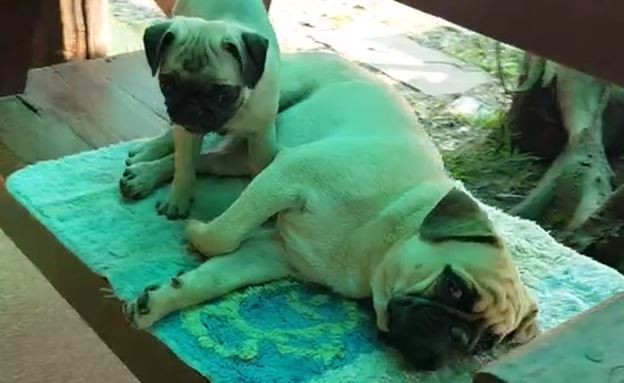 Pugs Relaxing