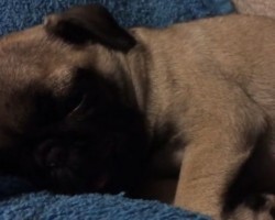 (VIDEO) Zoey the Pug Does THIS Adorable Thing That You Have to See as She Sleeps – AWW!