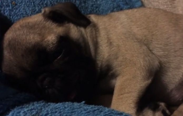 Zoey the pug sleeping