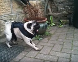 (VIDEO) Pug is Ready for His Walk. When His Owner Takes One Step Out the Door!? CRAZY!