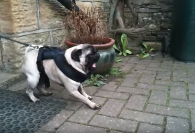 anxious pug wanting to walk