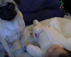 (VIDEO) Baby vs Pug Sneezing War – This is AWESOME!