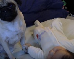 (VIDEO) Baby vs Pug Sneezing War – This is AWESOME!