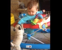 (VIDEO) Baby Boy Really Wants to be Friends With a Pug Puppy. When the Puppy Does THIS My Heart Melts.