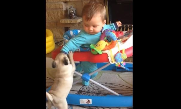 baby and pug puppy
