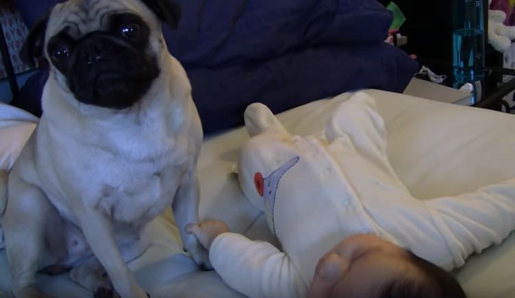 baby and pug