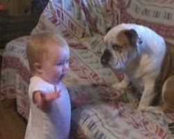(VIDEO) Baby Has a Bone to Pick with a Bulldog Who’s Listening Intently