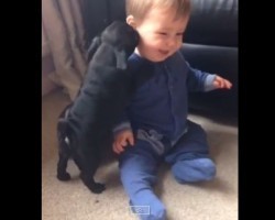 (VIDEO) Pug Puppies Hand Out Free Kisses to a Baby – A D O R A B L E!