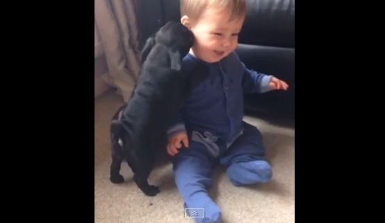 baby getting a pug kiss