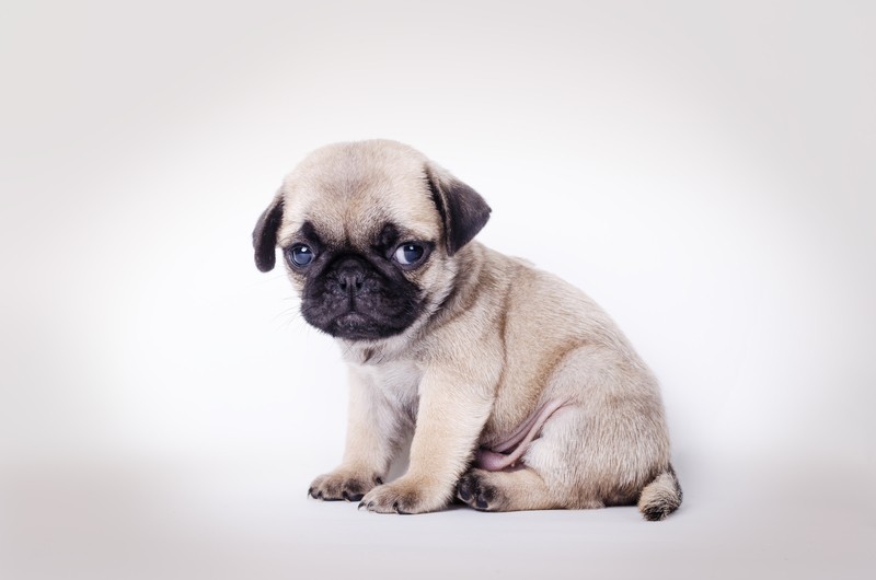 buying a pug puppy