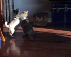 (VIDEO) Cat Takes a Swat With Her Paw at Her Pug Sibling. What Happens Next – I’m Floored.