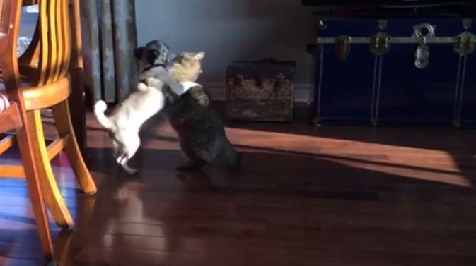 cat and pug fighting