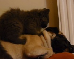 (VIDEO) A Cat Steps Onto a Pug’s Back. Watch the Pug Closely at 0:38 to See His Reaction!