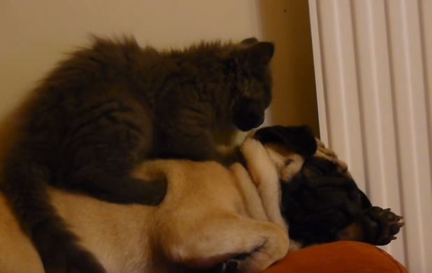 cat on pug's back