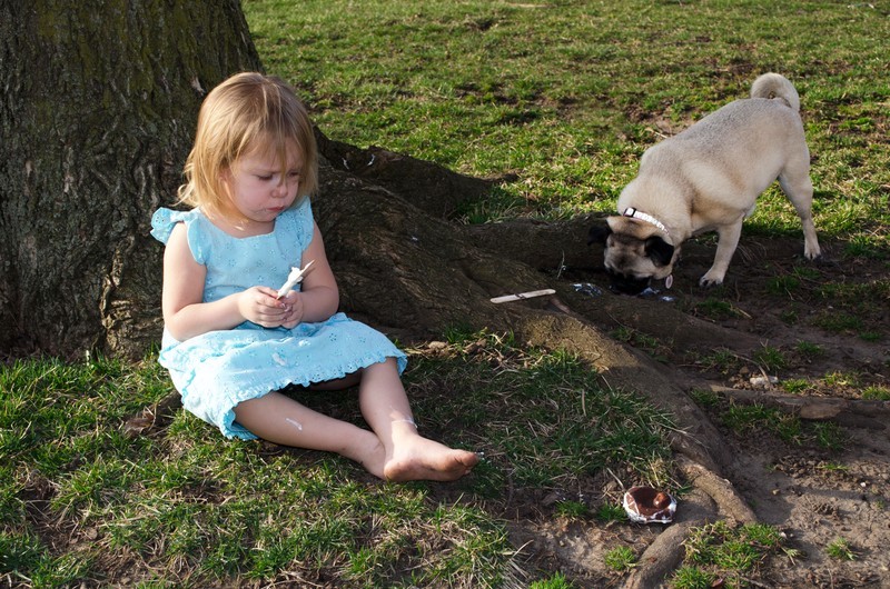 child next to pug