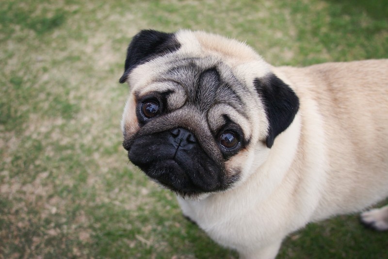 cute pug on the grass looking up