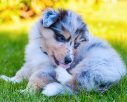 Why Your Dog Licks and Chews His Paws May Surprise You. Find Out the Answer Out Here:
