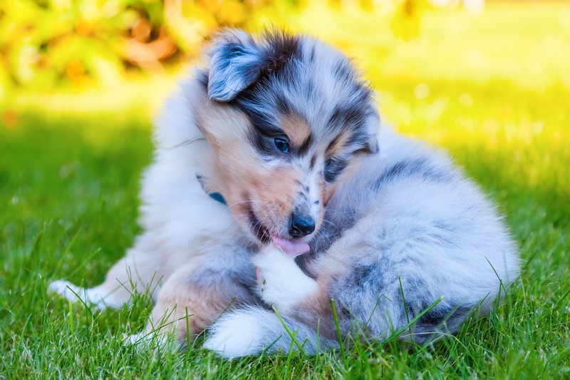 dog licking paws