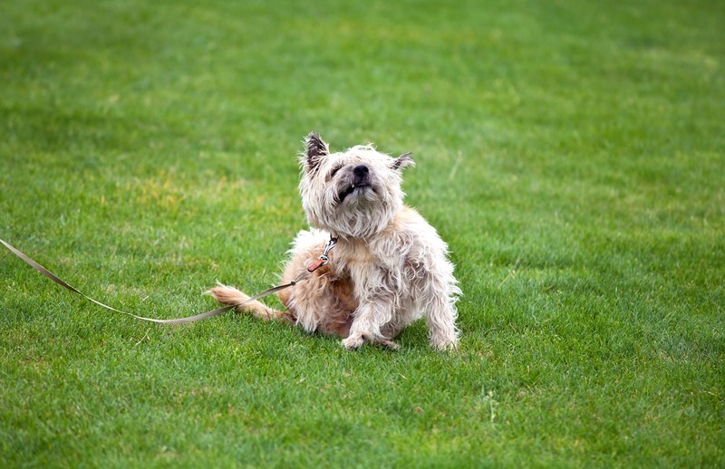 dog on grass scratching