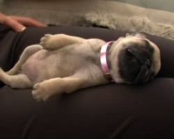 (VIDEO) Sweet, Sweet Pug Puppy Sleeps Soundly and… Farts?!