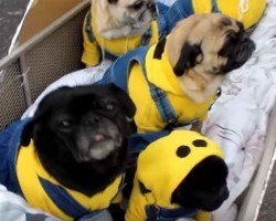 (VIDEO) Check Out These Adorable Minion Pugs and All of Your Cares Will Melt Away…