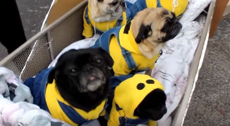 minion pugs