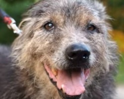 (VIDEO) This Elderly Dog’s Final Days Will Leave You Without Words. I Still Can’t Stop Crying.