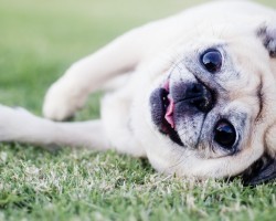 What You Should Know Before Adopting a Senior Dog