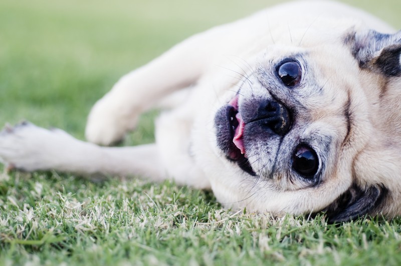 old dog rolling on the grass