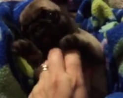 (VIDEO) Adorable Peek-a-boo Pug Has Stolen My Heart and He’s About to Steal Yours!