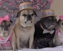 (VIDEO) Just Until You Didn’t Think Pugs Could Get Any Cuter, This Pug Easter Photo Shoot Is About to Prove You Wrong…