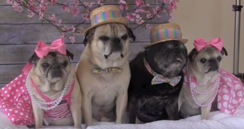 pug Easter photo shoot