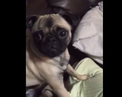 (VIDEO) Adorable Pug Puppy is Terrified of THIS Strange Object. Now Listen to How He Responds. Too Cute!