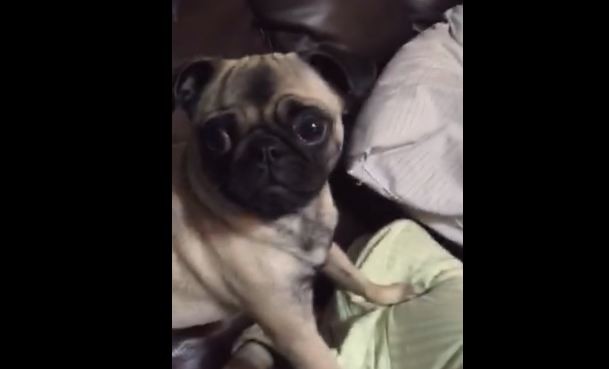 pug afraid of strange object