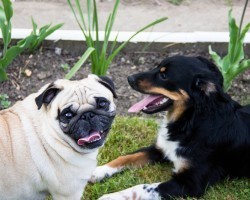 Selecting a Male or Female Doggy Companion: Is One Better Than the Other?