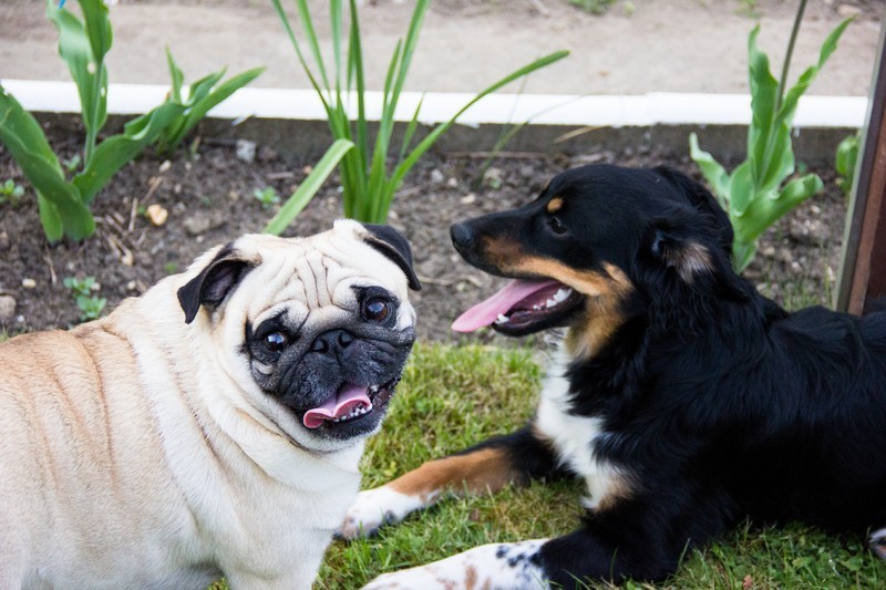 pug and friend on the grass