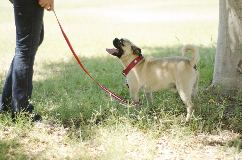 pug at the park with owner