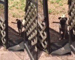 (VIDEO) Frustrated Pug Can’t Fit Her Stick Through a Door – Watch What Happens Next…