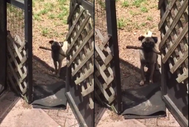pug can't fit stick through the door