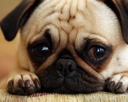 Pug Eye Conditions We’ve Never Heard Of – Learn Now So in Case This Should Happen to a Pug!