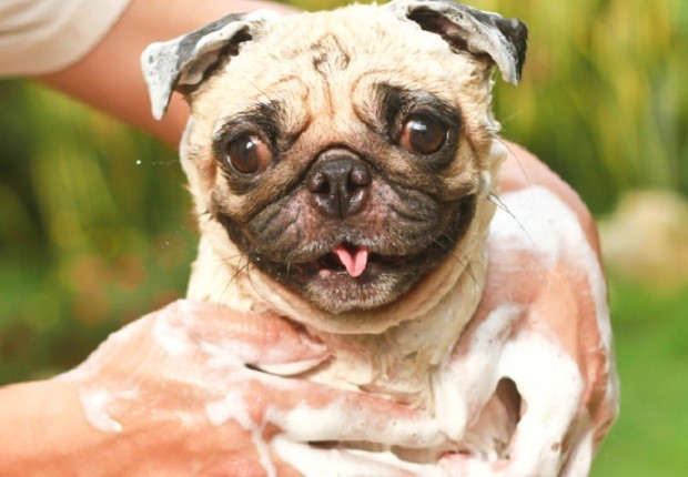 pug getting a bath